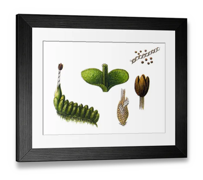 Framed Print : J. leiantha (as Liochlaena lanceolata) Framed Print : J. leiantha (as Liochlaena lanceolata)