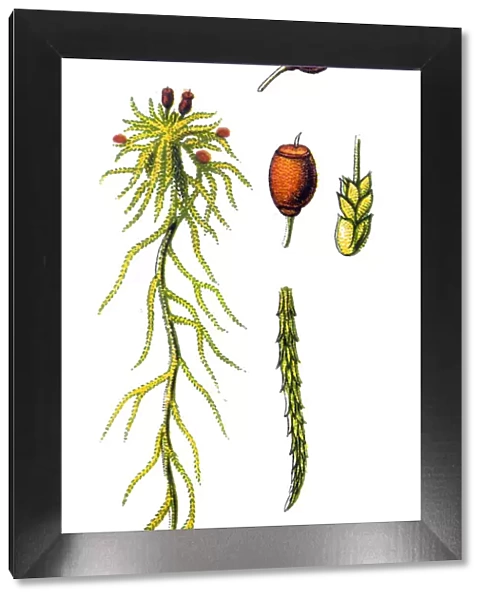 Sphagnum capillifolium (red bogmoss, small red peat moss)