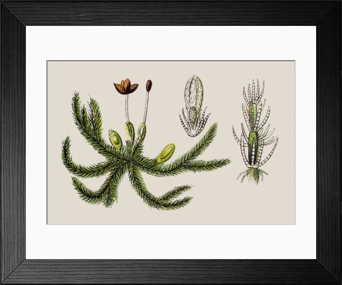 Framed Print : Jungermannia trichophylla