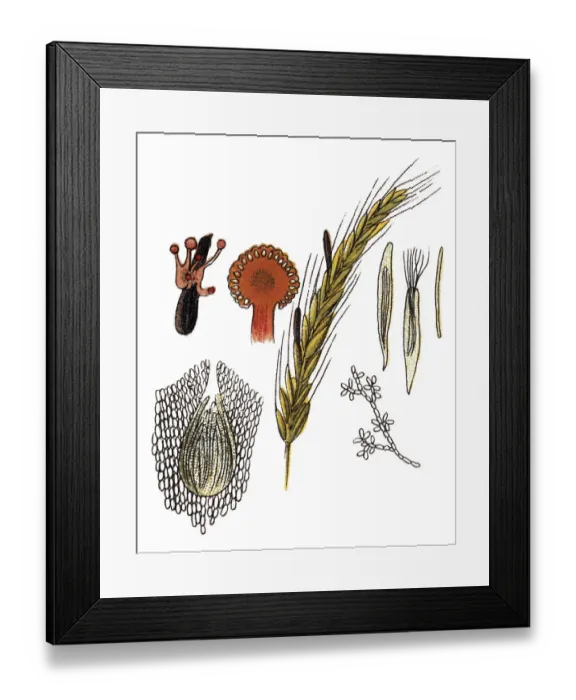 Framed Print : Claviceps purpurea is an ergot fungus that grows on the ears of rye and related cereal Framed Print : Claviceps purpurea is an ergot fungus that grows on the ears of rye and related cereal
