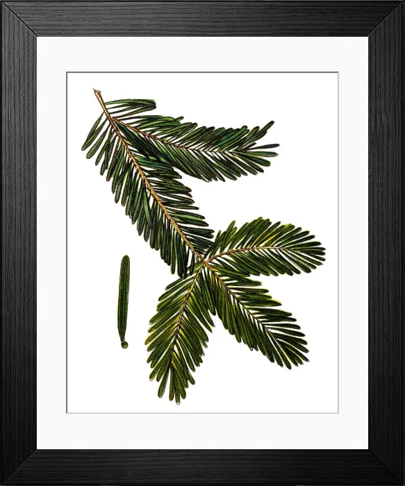 Framed Print : Abies alba, the European silver fir or silver fir Framed Print : Abies alba, the European silver fir or silver fir