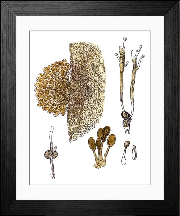 Framed Print : The stem, black, and cereal rusts are caused by the fungus Puccinia graminis Framed Print : The stem, black, and cereal rusts are caused by the fungus Puccinia graminis