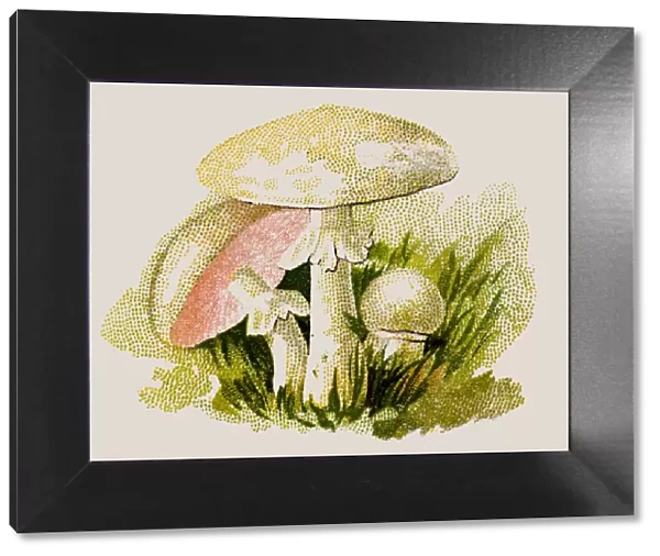 Agaricus campestris, field mushroom, meadow mushroom