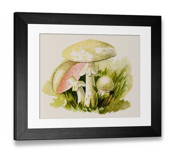 Framed Print : Agaricus campestris, field mushroom, meadow mushroom Framed Print : Agaricus campestris, field mushroom, meadow mushroom