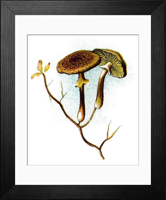 Framed Print : Armillaria mellea, commonly known as honey fungus