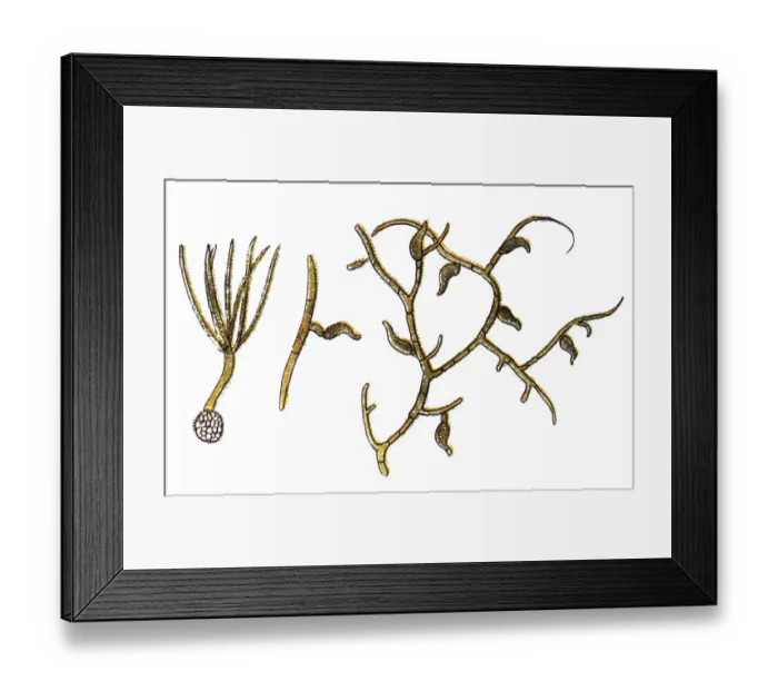 Framed Print : Tilletia tritici is the causal agent of common bunt of wheat Framed Print : Tilletia tritici is the causal agent of common bunt of wheat