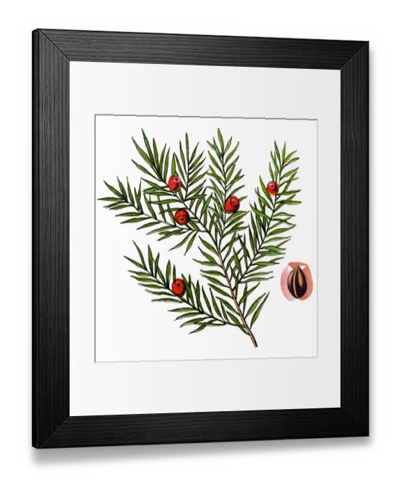 Framed Print : Taxus baccata (yew, common yew, English yew, or European yew) Framed Print : Taxus baccata (yew, common yew, English yew, or European yew)