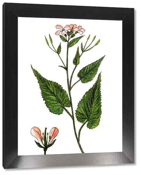 Lunaria rediviva, known as perennial honesty