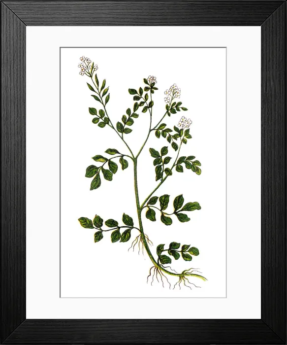 Framed Print : Watercress or yellowcress (Nasturtium officinale) Framed Print : Watercress or yellowcress (Nasturtium officinale)