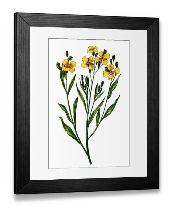 Framed Print : Wallflower, Cheiranthus Cheiri Framed Print : Wallflower, Cheiranthus Cheiri