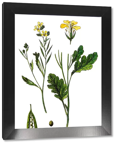 Brassica nigra, the black mustard