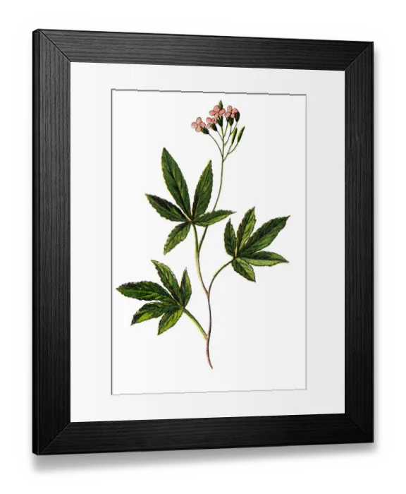 Framed Print : Dentaria enneaphyllos Framed Print : Dentaria enneaphyllos