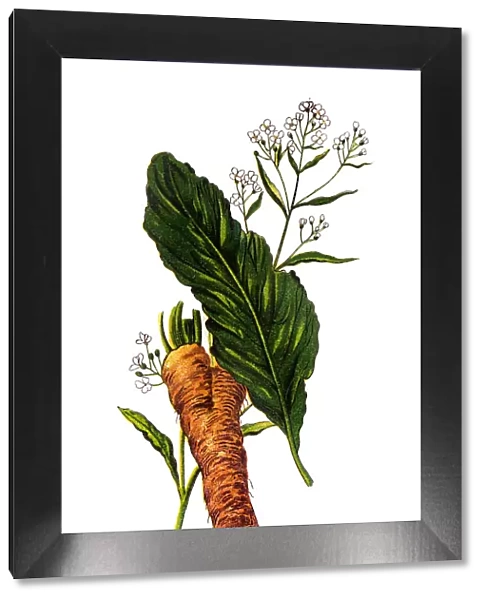 Horseradish (Armoracia rusticana, syn. Cochlearia armoracia)