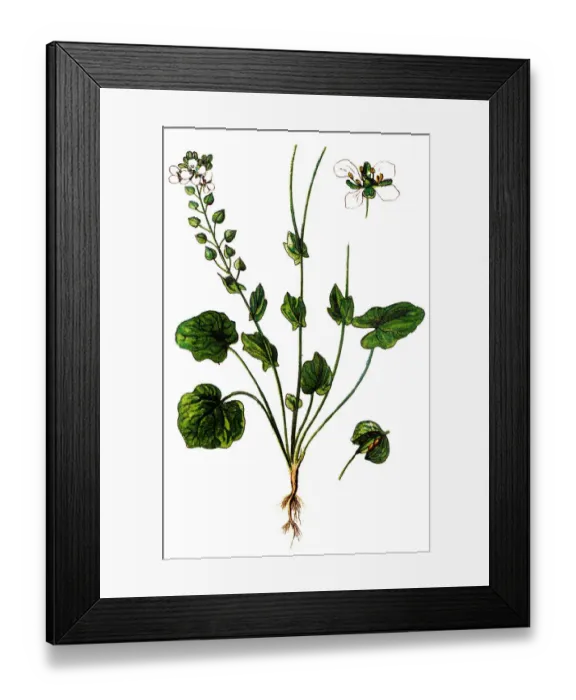 Framed Print : Cochlearia officinalis, (or Common Scurvygrass, scurvy-grass and spoonwort ) Framed Print : Cochlearia officinalis, (or Common Scurvygrass, scurvy-grass and spoonwort )
