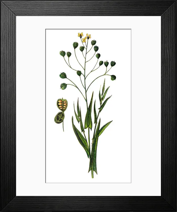 Framed Print : Camelina sativa, camelina, gold-of-pleasure, or false flax Framed Print : Camelina sativa, camelina, gold-of-pleasure, or false flax
