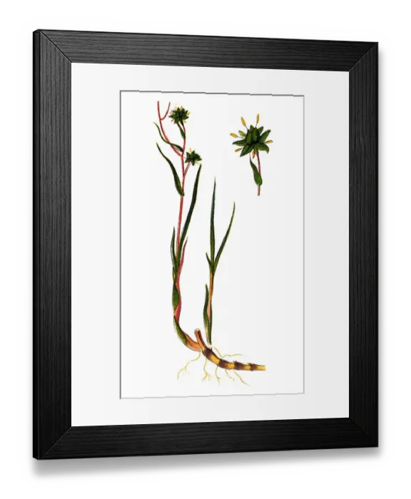 Framed Print : Scheuchzeria palustris (Rannoch-rush, or pod grass) Framed Print : Scheuchzeria palustris (Rannoch-rush, or pod grass)