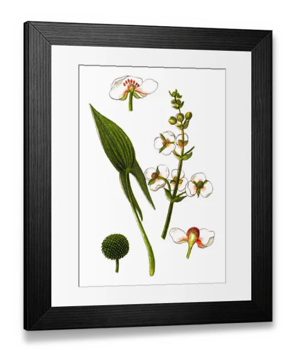 Framed Print : Sagittaria sagittifolia (arrowhead) Framed Print : Sagittaria sagittifolia (arrowhead)