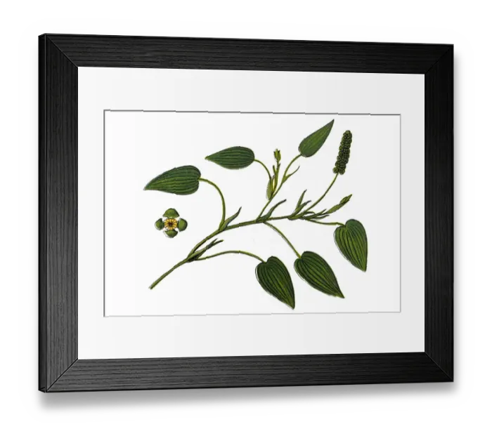 Framed Print : Potamogeton natans, commonly known as broad-leaved pondweed, floating pondweed, or Framed Print : Potamogeton natans, commonly known as broad-leaved pondweed, floating pondweed, or