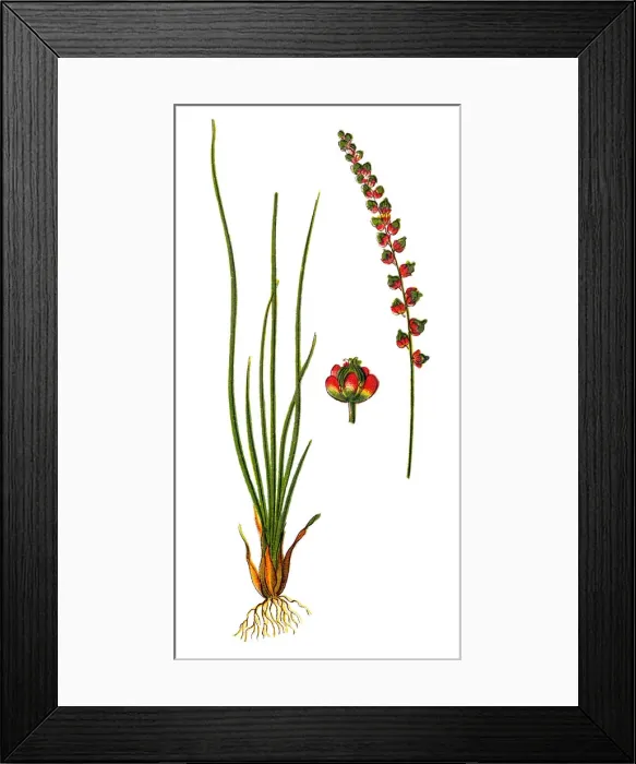 Framed Print : Triglochin maritima (seaside arrowgrass, common arrowgrass, sea arrowgrass and shore