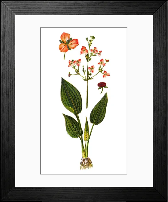 Framed Print : Common Water-plantain (Alisma plantago-aquatica) Framed Print : Common Water-plantain (Alisma plantago-aquatica)