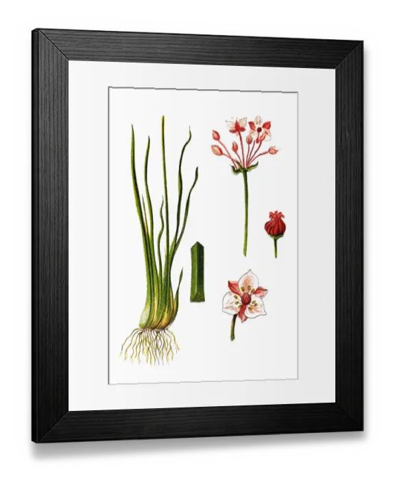 Framed Print : Canna speciosa (Roscoe) Hook
