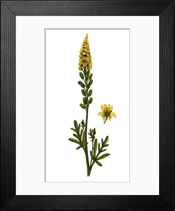 Framed Print : Reseda lutea (yellow mignonette, wild mignonette) Framed Print : Reseda lutea (yellow mignonette, wild mignonette)