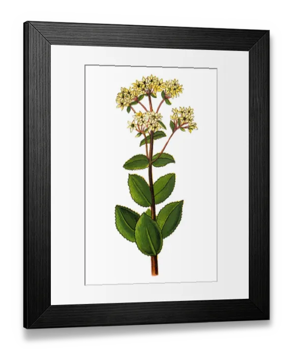 Framed Print : Sedum telephium (orpine) Framed Print : Sedum telephium (orpine)