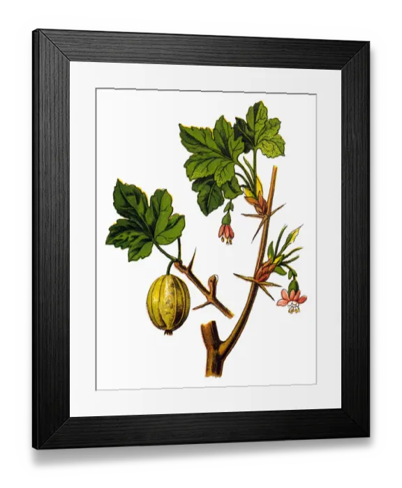 Framed Print : Gooseberry (Ribes grossularia) Framed Print : Gooseberry (Ribes grossularia)
