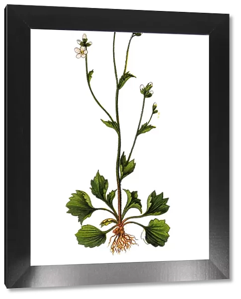 Saxifraga granulata, commonly called meadow saxifrage