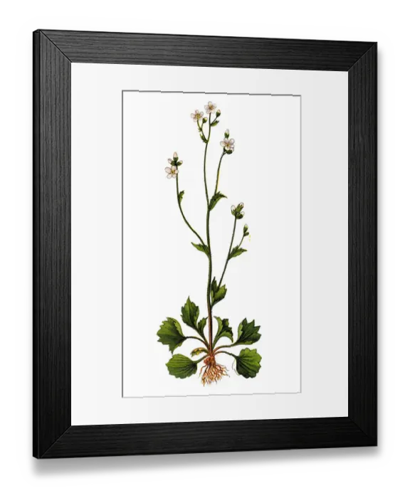 Framed Print : Saxifraga granulata, commonly called meadow saxifrage Framed Print : Saxifraga granulata, commonly called meadow saxifrage
