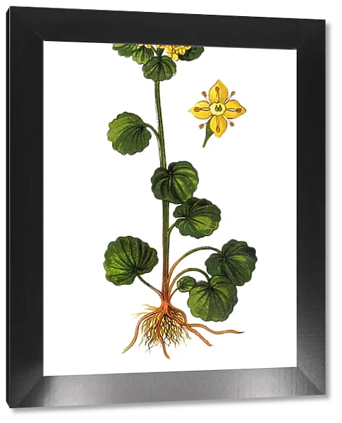 Chrysosplenium alternifolium is a species of flowering plant in the saxifrage family