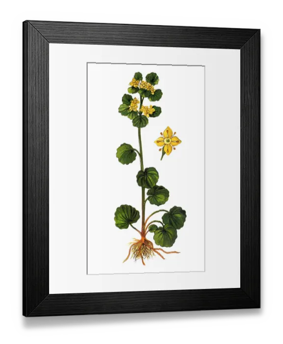 Framed Print : Chrysosplenium alternifolium is a species of flowering plant in the saxifrage family Framed Print : Chrysosplenium alternifolium is a species of flowering plant in the saxifrage family