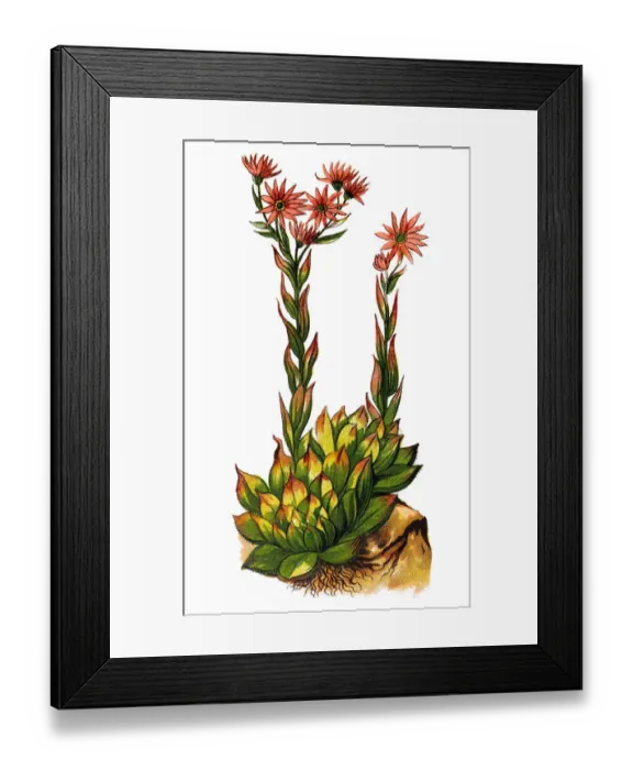 Framed Print : Sempervivum tectorum (common houseleek) Framed Print : Sempervivum tectorum (common houseleek)