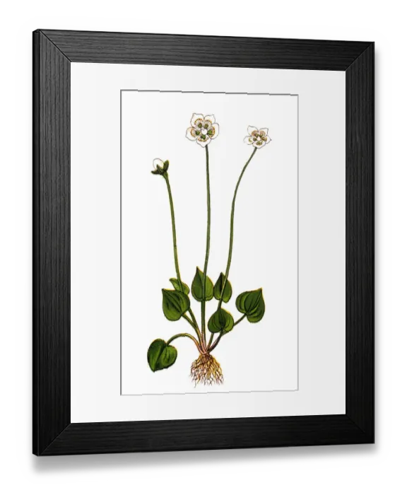 Framed Print : Parnassia palustris, commonly called marsh grass of Parnassus, northern grass-of-Parnassus Framed Print : Parnassia palustris, commonly called marsh grass of Parnassus, northern grass-of-Parnassus