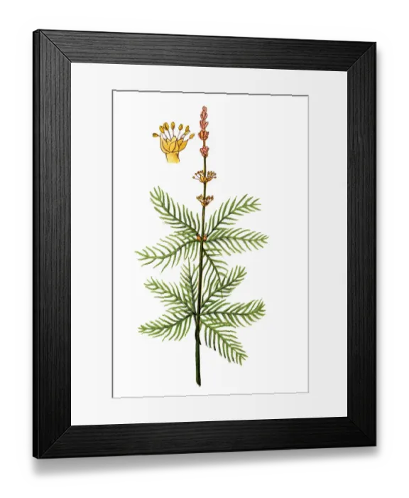 Framed Print : Myriophyllum spicatum (Eurasian watermilfoil or spiked water-milfoil) Framed Print : Myriophyllum spicatum (Eurasian watermilfoil or spiked water-milfoil)