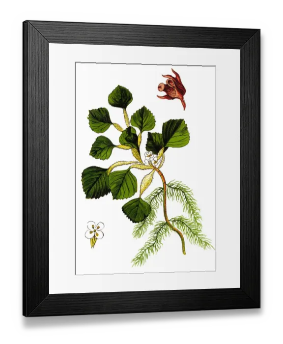 Framed Print : Water caltrop, also known as buffalo nut, bat nut, devil pod, ling nut, lin kok, ling kio nut Framed Print : Water caltrop, also known as buffalo nut, bat nut, devil pod, ling nut, lin kok, ling kio nut