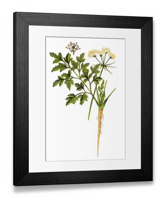 Framed Print : Parsley or garden parsley (Petroselinum crispum) Framed Print : Parsley or garden parsley (Petroselinum crispum)