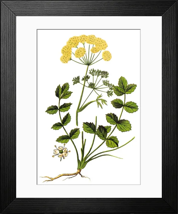 Framed Print : Pimpinella saxifraga, known as burnet-saxifrage, solidstem burnet saxifrage, lesser Framed Print : Pimpinella saxifraga, known as burnet-saxifrage, solidstem burnet saxifrage, lesser