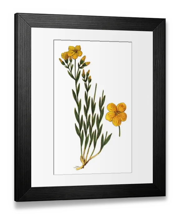 Framed Print : Linum flavum, the golden flax or yellow flax Framed Print : Linum flavum, the golden flax or yellow flax