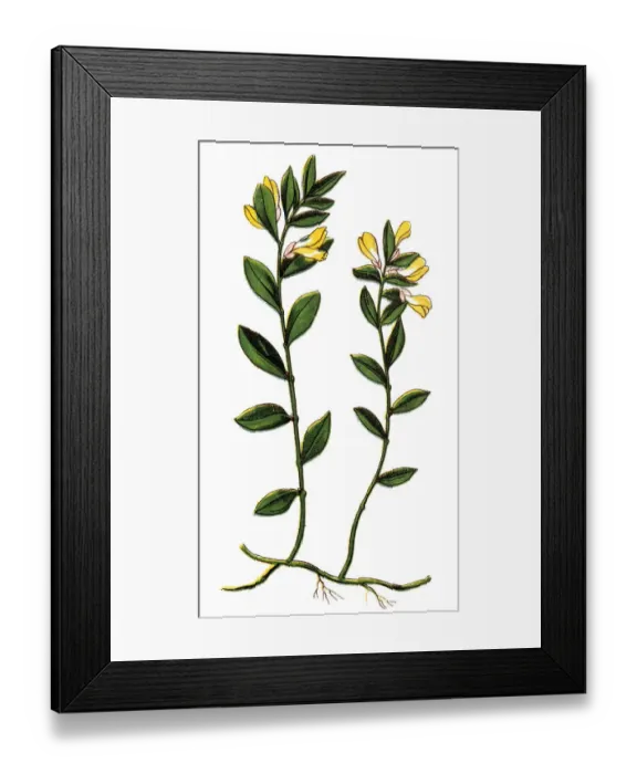 Framed Print : Polygala chamaebuxus, the shrubby milkwort Framed Print : Polygala chamaebuxus, the shrubby milkwort