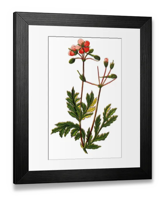 Framed Print : Erodium cicutarium (redstem filaree) Framed Print : Erodium cicutarium (redstem filaree)