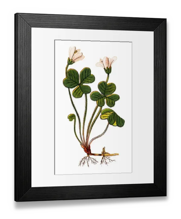 Framed Print : Oxalis acetosella (wood sorrel or common wood sorrel) Framed Print : Oxalis acetosella (wood sorrel or common wood sorrel)