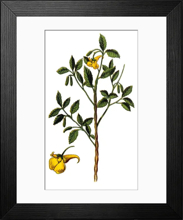 Framed Print : Impatiens noli-tangere (touch-me-not balsam) Framed Print : Impatiens noli-tangere (touch-me-not balsam)