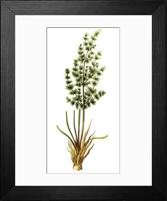 Framed Print : Meum athamanticum (Baldmoney, Spignel) Framed Print : Meum athamanticum (Baldmoney, Spignel)