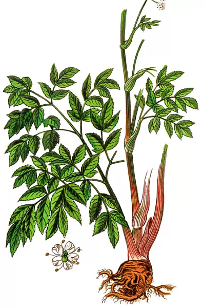 Angelica archangelica, commonly known as garden angelica, wild celery, and Norwegian