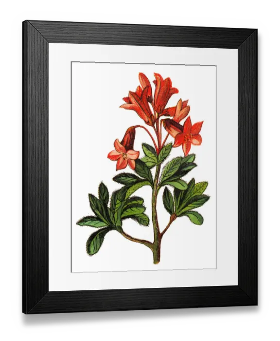 Framed Print : Rhododendron hirsutum, the hairy alpenrose Framed Print : Rhododendron hirsutum, the hairy alpenrose
