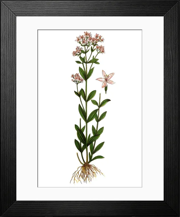 Framed Print : Centaurium erythraea, common centaury and European centaury Framed Print : Centaurium erythraea, common centaury and European centaury