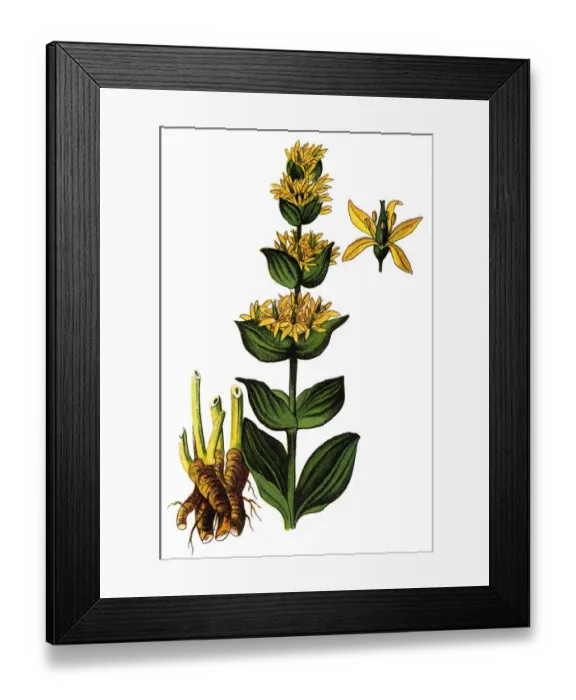 Framed Print : Gentiana lutea, the great yellow gentian Framed Print : Gentiana lutea, the great yellow gentian