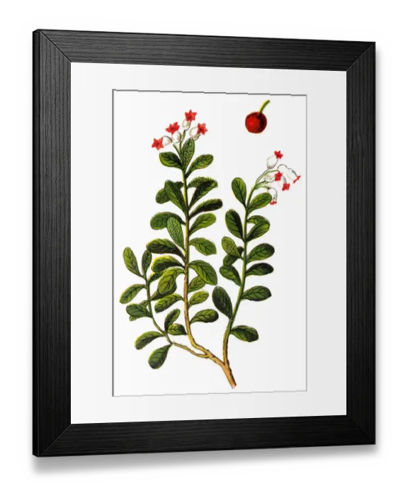 Framed Print : Arctostaphylos uva-ursi, kinnikinnick and pinemat manzanita Framed Print : Arctostaphylos uva-ursi, kinnikinnick and pinemat manzanita