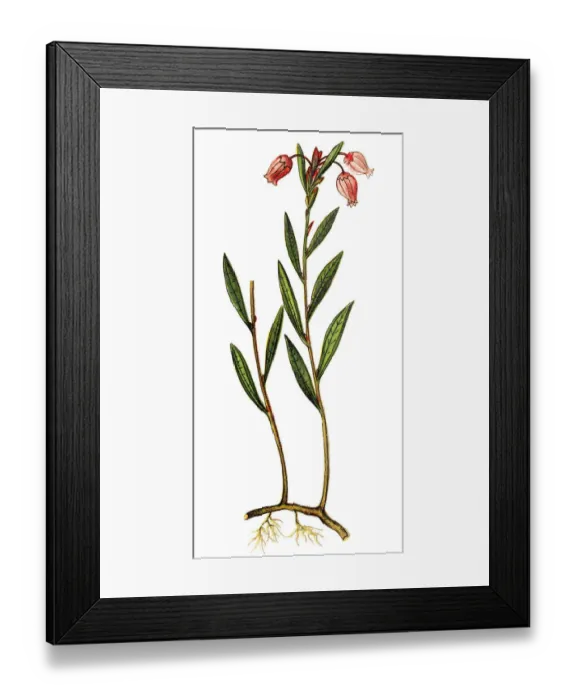 Framed Print : Andromeda polifolia, common name bog-rosemary Framed Print : Andromeda polifolia, common name bog-rosemary